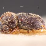 female | Image Author: TH Atkinson | Florida State Collection of Arthropods, Gainesville, Florida | lectoallotype Phacrylus robustus Schedl | allotype | El Sauce | Collection: Naturhistorisches Museum Wien