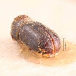 female | Image Author: TH Atkinson | Florida State Collection of Arthropods, Gainesville, Florida | lectoallotype Phacrylus robustus Schedl | allotype | El Sauce | Collection: Naturhistorisches Museum Wien