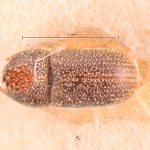 male | Image Author: TH Atkinson | Florida State Collection of Arthropods, Gainesville, Florida | lectotype Phacrylus robustus Schedl | lectotype | El Sauce | Collection: Naturhistorisches Museum Wien