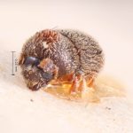 male | Image Author: TH Atkinson | Florida State Collection of Arthropods, Gainesville, Florida | lectotype Phacrylus robustus Schedl | lectotype | El Sauce | Collection: Naturhistorisches Museum Wien
