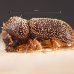 male | Image Author: TH Atkinson | Florida State Collection of Arthropods, Gainesville, Florida | lectotype Phacrylus robustus Schedl | lectotype | El Sauce | Collection: Naturhistorisches Museum Wien
