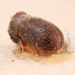 male | Image Author: TH Atkinson | Florida State Collection of Arthropods, Gainesville, Florida | lectotype Phacrylus robustus Schedl | lectotype | El Sauce | Collection: Naturhistorisches Museum Wien