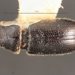 female | Image Author: TH Atkinson | Florida State Collection of Arthropods, Gainesville, Florida | Avila Camacho | Collection: Florida State Collection of Arthropods