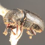female | Image Author: TH Atkinson | Florida State Collection of Arthropods, Gainesville, Florida | Avila Camacho | Collection: Florida State Collection of Arthropods