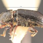 female | Image Author: TH Atkinson | Florida State Collection of Arthropods, Gainesville, Florida | Avila Camacho | Collection: Florida State Collection of Arthropods