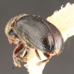 female | Image Author: TH Atkinson | Florida State Collection of Arthropods, Gainesville, Florida | Avila Camacho | Collection: Florida State Collection of Arthropods
