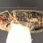 female | Image Author: TH Atkinson | Florida State Collection of Arthropods, Gainesville, Florida | Avila Camacho | Collection: Florida State Collection of Arthropods