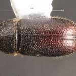 male | Image Author: TH Atkinson | Florida State Collection of Arthropods, Gainesville, Florida | Avila Camacho | Collection: Florida State Collection of Arthropods
