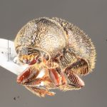 male | Image Author: TH Atkinson | Florida State Collection of Arthropods, Gainesville, Florida | Avila Camacho | Collection: Florida State Collection of Arthropods