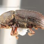 male | Image Author: TH Atkinson | Florida State Collection of Arthropods, Gainesville, Florida | Avila Camacho | Collection: Florida State Collection of Arthropods