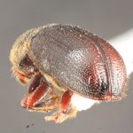 male | Image Author: TH Atkinson | Florida State Collection of Arthropods, Gainesville, Florida | Avila Camacho | Collection: Florida State Collection of Arthropods