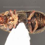 male | Image Author: TH Atkinson | Florida State Collection of Arthropods, Gainesville, Florida | Avila Camacho | Collection: Florida State Collection of Arthropods