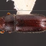 male | Image Author: TH Atkinson | Florida State Collection of Arthropods, Gainesville, Florida | E Charleston | Collection: Texas A&M University Insect Collection