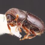 male | Image Author: TH Atkinson | Florida State Collection of Arthropods, Gainesville, Florida | E Charleston | Collection: Texas A&M University Insect Collection