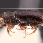 male | Image Author: TH Atkinson | Florida State Collection of Arthropods, Gainesville, Florida | E Charleston | Collection: Texas A&M University Insect Collection