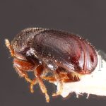 male | Image Author: TH Atkinson | Florida State Collection of Arthropods, Gainesville, Florida | E Charleston | Collection: Texas A&M University Insect Collection