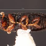 male | Image Author: TH Atkinson | Florida State Collection of Arthropods, Gainesville, Florida | E Charleston | Collection: Texas A&M University Insect Collection