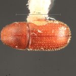 female | Image Author: TH Atkinson | Florida State Collection of Arthropods, Gainesville, Florida | Saboga, Islas Perlas | Collection: Florida State Collection of Arthropods