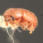 female | Image Author: TH Atkinson | Florida State Collection of Arthropods, Gainesville, Florida | Saboga, Islas Perlas | Collection: Florida State Collection of Arthropods