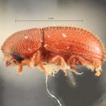 female | Image Author: TH Atkinson | Florida State Collection of Arthropods, Gainesville, Florida | Saboga, Islas Perlas | Collection: Florida State Collection of Arthropods