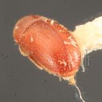 female | Image Author: TH Atkinson | Florida State Collection of Arthropods, Gainesville, Florida | Saboga, Islas Perlas | Collection: Florida State Collection of Arthropods