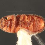 female | Image Author: TH Atkinson | Florida State Collection of Arthropods, Gainesville, Florida | Saboga, Islas Perlas | Collection: Florida State Collection of Arthropods