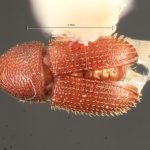 male | Image Author: TH Atkinson | Florida State Collection of Arthropods, Gainesville, Florida | Ft. Clayton, Albrook Forest | Collection: Florida State Collection of Arthropods