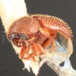 male | Image Author: TH Atkinson | Florida State Collection of Arthropods, Gainesville, Florida | Ft. Clayton, Albrook Forest | Collection: Florida State Collection of Arthropods