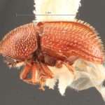 male | Image Author: TH Atkinson | Florida State Collection of Arthropods, Gainesville, Florida | Ft. Clayton, Albrook Forest | Collection: Florida State Collection of Arthropods