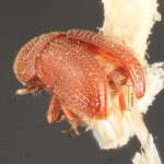 male | Image Author: TH Atkinson | Florida State Collection of Arthropods, Gainesville, Florida | Ft. Clayton, Albrook Forest | Collection: Florida State Collection of Arthropods