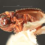 male | Image Author: TH Atkinson | Florida State Collection of Arthropods, Gainesville, Florida | Ft. Clayton, Albrook Forest | Collection: Florida State Collection of Arthropods