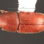 female | Image Author: TH Atkinson | Florida State Collection of Arthropods, Gainesville, Florida | Nusagandi | Collection: California State Collection of Arthropods