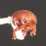 female | Image Author: TH Atkinson | Florida State Collection of Arthropods, Gainesville, Florida | Nusagandi | Collection: California State Collection of Arthropods