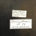 female | Image Author: TH Atkinson | Florida State Collection of Arthropods, Gainesville, Florida | Nusagandi | Collection: California State Collection of Arthropods