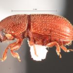 female | Image Author: TH Atkinson | Florida State Collection of Arthropods, Gainesville, Florida | Nusagandi | Collection: California State Collection of Arthropods