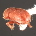 female | Image Author: TH Atkinson | Florida State Collection of Arthropods, Gainesville, Florida | Nusagandi | Collection: California State Collection of Arthropods