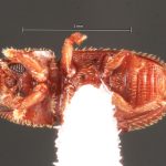 female | Image Author: TH Atkinson | Florida State Collection of Arthropods, Gainesville, Florida | Nusagandi | Collection: California State Collection of Arthropods