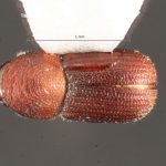 female | Image Author: TH Atkinson | Florida State Collection of Arthropods, Gainesville, Florida | Parque Nacional El Rey | Collection: Florida State Collection of Arthropods