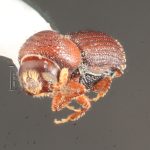 female | Image Author: TH Atkinson | Florida State Collection of Arthropods, Gainesville, Florida | Parque Nacional El Rey | Collection: Florida State Collection of Arthropods
