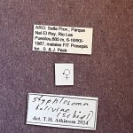 female | Image Author: TH Atkinson | Florida State Collection of Arthropods, Gainesville, Florida | Parque Nacional El Rey | Collection: Florida State Collection of Arthropods