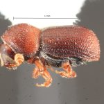 female | Image Author: TH Atkinson | Florida State Collection of Arthropods, Gainesville, Florida | Parque Nacional El Rey | Collection: Florida State Collection of Arthropods