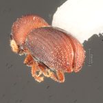 female | Image Author: TH Atkinson | Florida State Collection of Arthropods, Gainesville, Florida | Parque Nacional El Rey | Collection: Florida State Collection of Arthropods
