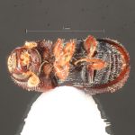 female | Image Author: TH Atkinson | Florida State Collection of Arthropods, Gainesville, Florida | Parque Nacional El Rey | Collection: Florida State Collection of Arthropods
