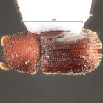 male | Image Author: TH Atkinson | Florida State Collection of Arthropods, Gainesville, Florida | Parque Nacional El Rey | Collection: Florida State Collection of Arthropods