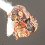 male | Image Author: TH Atkinson | Florida State Collection of Arthropods, Gainesville, Florida | Parque Nacional El Rey | Collection: Florida State Collection of Arthropods