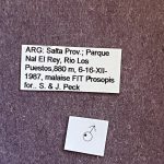 male | Image Author: TH Atkinson | Florida State Collection of Arthropods, Gainesville, Florida | Parque Nacional El Rey | Collection: Florida State Collection of Arthropods