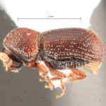 male | Image Author: TH Atkinson | Florida State Collection of Arthropods, Gainesville, Florida | Parque Nacional El Rey | Collection: Florida State Collection of Arthropods