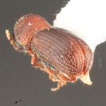 male | Image Author: TH Atkinson | Florida State Collection of Arthropods, Gainesville, Florida | Parque Nacional El Rey | Collection: Florida State Collection of Arthropods