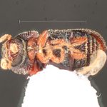 male | Image Author: TH Atkinson | Florida State Collection of Arthropods, Gainesville, Florida | Parque Nacional El Rey | Collection: Florida State Collection of Arthropods