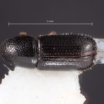 female | Image Author: TH Atkinson | Florida State Collection of Arthropods, Gainesville, Florida | Las Bocas | Collection: Florida State Collection of Arthropods